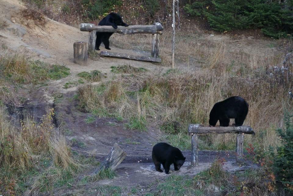 Gite Au Vieux Pommier Tadoussac Εξωτερικό φωτογραφία